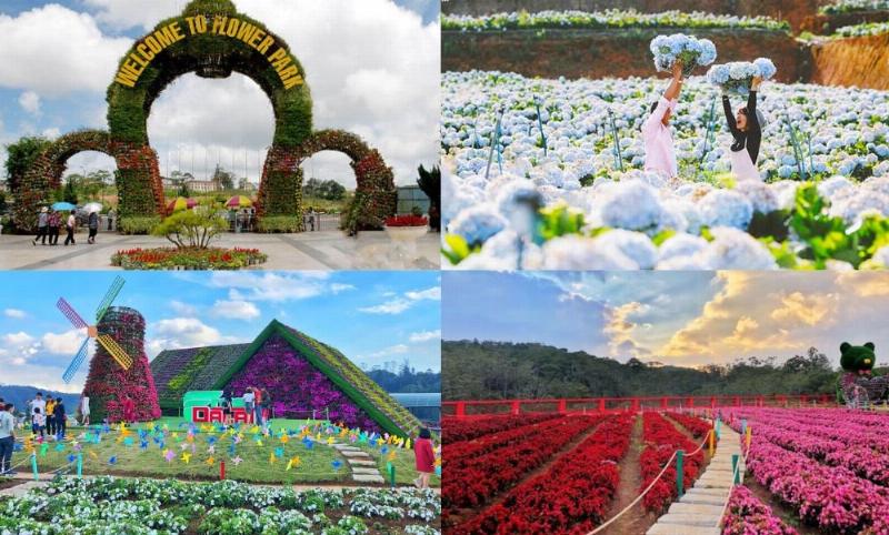 Cánh đồng hoa Đà Lạt rực rỡ dưới nắng sớm, bạt ngàn sắc màu của các loài hoa đặc trưng như hoa hồng, cẩm tú cầu, ly, tạo nên bức tranh tuyệt đẹp về xứ sở ngàn hoa